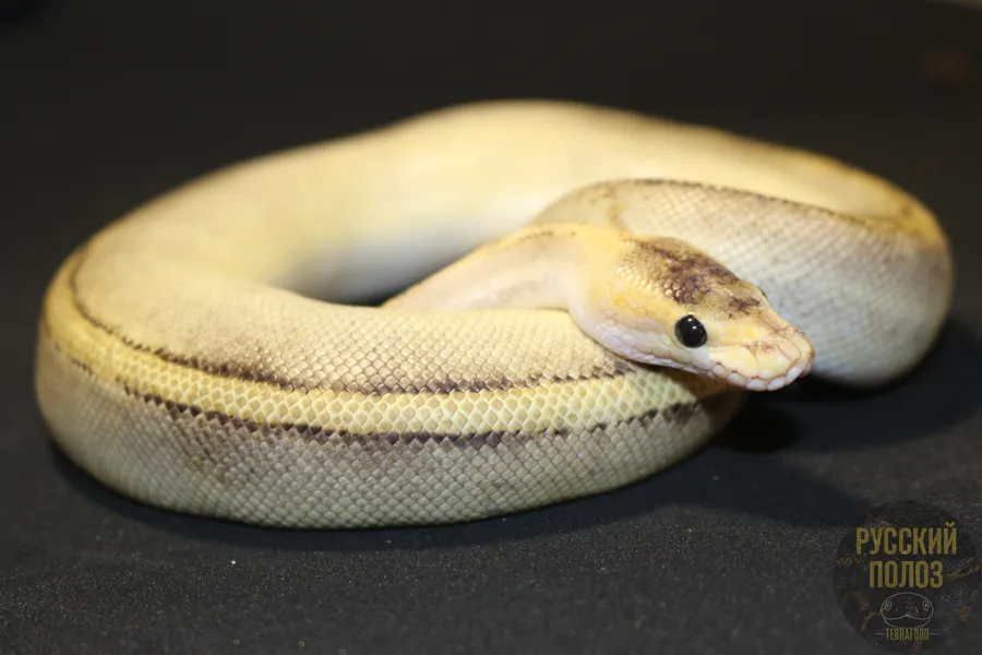 Королевский питон, Python regius, Ball Python
