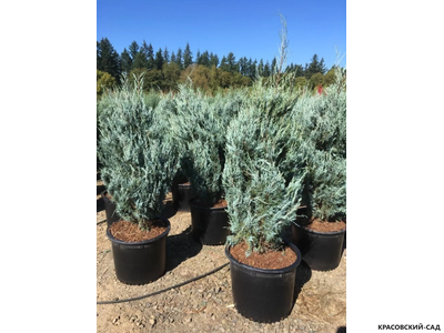 Можжевельник Вичита Блю - Wichita Blue
