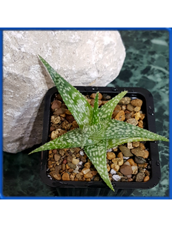 Aloe rauhii