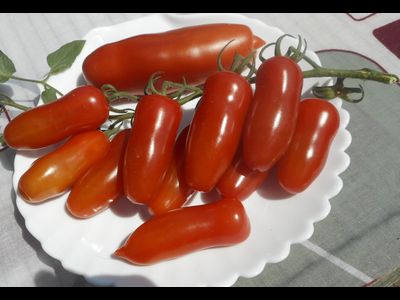 Томат  Черевички