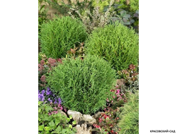 Туя Литл Чемпион - Little Champion