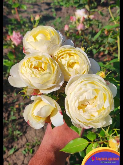 Ванесса Белл (Vanessa Bell)