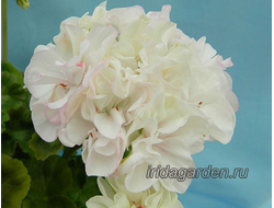 Пеларгония Ирида Снегурочка