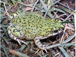 Сверчковая жаба (Anaxyrus debilis)