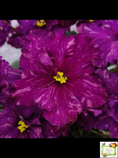 РМ-Финикийская Принцесса (Н. Скорнякова) 2023 г.