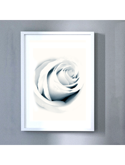 Постер «Бутон розы». Коллекция «Цветы».