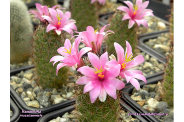 Mammillaria mazatlanensis 