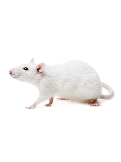 Крыса кормовая живая взрослая 150-200гр