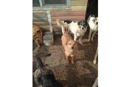 В рамках благотворительной акции "Доброта спасет!" мы передали вкусные гостинцы подопечным приюта "Рыжики". За период с 21.12.22 по 08.03.23 сумма по благотворительным купонам составила 8093 руб.Благодарим всех, кто принимает участие в акции!