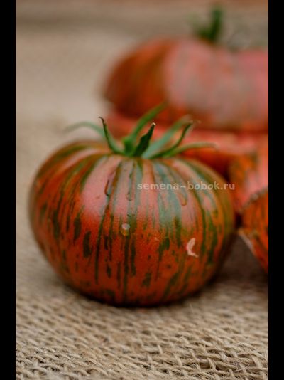 Томат Shake the Disease (Исцелись), 10 шт