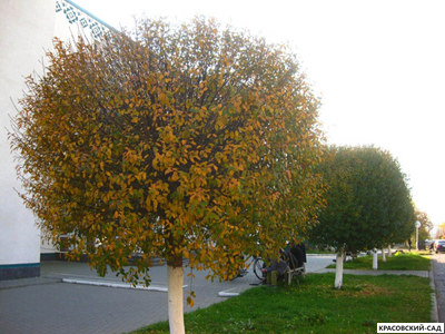 Вишня Убракулифера - Umbraculifera