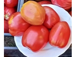 Томат Абурида