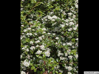 Кизильник Скогхолм - Skogholm