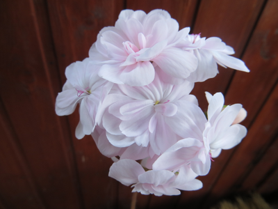 Cara Nonna Zonartic (357764511) ᐈ Köp på Tradera Exotiska blommor, Pelargoner, B