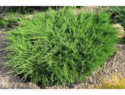 Можжевельник горизонтальный Андорра Компакт (Juniperus horizontalis Andorra Compact) , 2,0 л