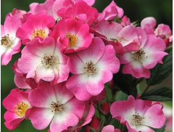 Мускусные розы и гибриды