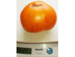 Томат Юко совершенная хурма (Yuko's Persimmon Perfection, Канада)