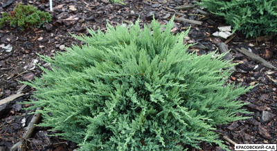 Можжевельник казацкий Тамарисцифолиа - Tamariscifolia