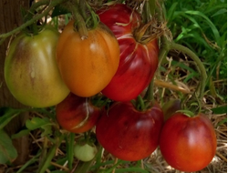 Томат Синяя груша