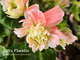 Пеларгония  Lili's Florella