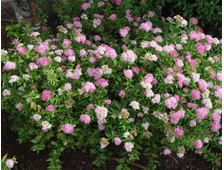 Спирея Широбана, ЗКС