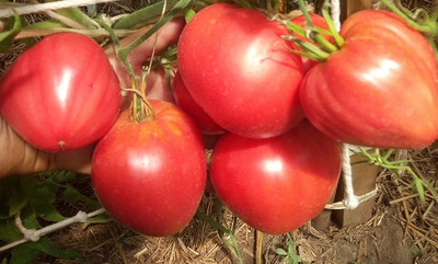 Томат Домашние сердца от Гонсиоровских