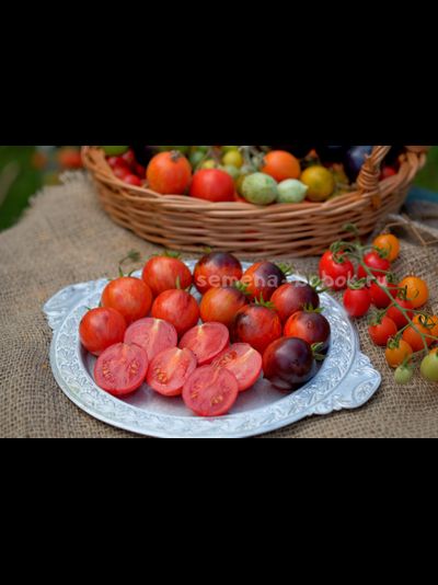 Томат Dwarf Shadow Boxing (Гном Бой с тенью), 10 шт