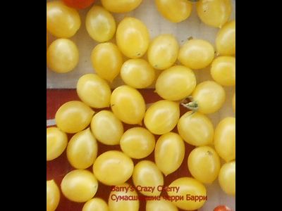 Томат Сумасшедшие вишни Барри (Barry's crazy cherry)