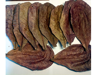 Лист индийского миндаля (Terminalia catappa) 20гр