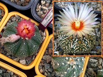 Astrophytum CAPAS F2 Х A.cv.Super Kabuto Х A.asterias (best nice A) - 5 семян