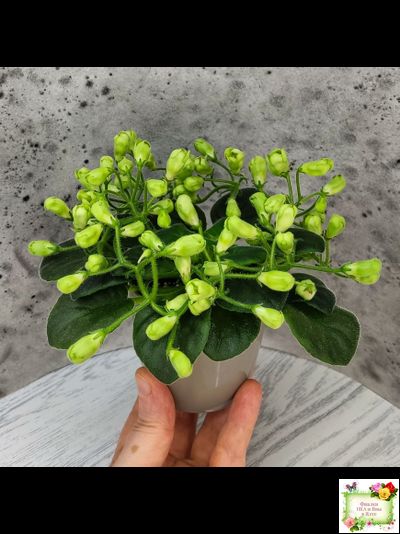 Emerald Bell (О.Барышева) 2016