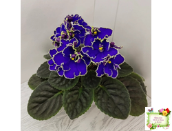 ЛЕ-Прекрасная Креолка (Е. Лебецкая) 2009 г