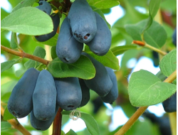 Камчадалка(жимолость), 2года, ЗКС