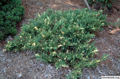 Можжевельник Экспанза Варигата - фото в саду - красовский-сад.рф