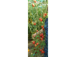 Томат Мархотская кисть (Мархотское гроно)