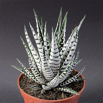Haworthia fasciata Alba, Хавортия полосатая Альба, красивая хавортия ...