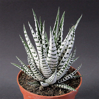 Haworthia Fasciata Alba