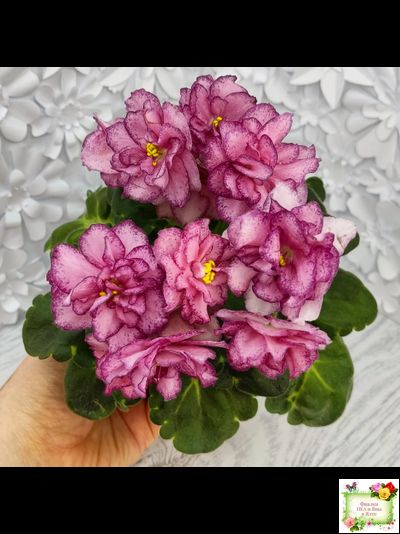 ЛФ-Мраморный Пион (Л. Федосеева)