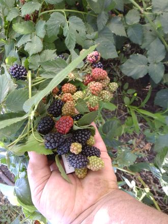ТОРНФРИ (Thornfree Blackberry)