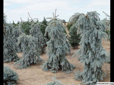 Ель Глаука Пендула - Glauca Pendula