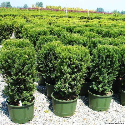 Тис средний Хилли - Hillii