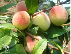 Форма 5-26-1 (персик)