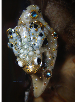 Мини-брошь с жемчугом и крылатой лягушкой "Царская бабочка, Дивная Зоренька"