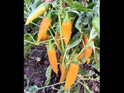 Перец острый Фиш оранжевый (Orange Fish Pepper)