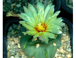 Astrophytum ASNUD cv.FUKURYU - 5 семян