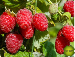 МАЛИНА "Гусар" (СРЕДНЕРАННЯЯ, НАИВКУСНЕЙШАЯ, неприхотливая)