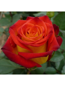 Роза чайно-гибридная"Циркус"