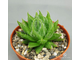 Haworthia Cooperi Picturata