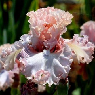 Ирис IN FULL VIEW