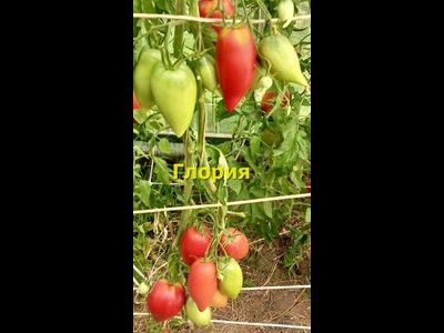 Томат Глория